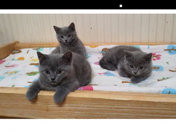 gattini di british blue