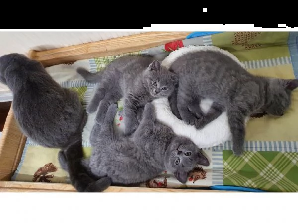 gattini di british blue | Foto 0