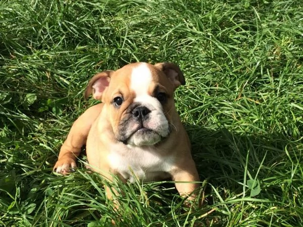 regalo bulldog inglese cuccioli disponibili