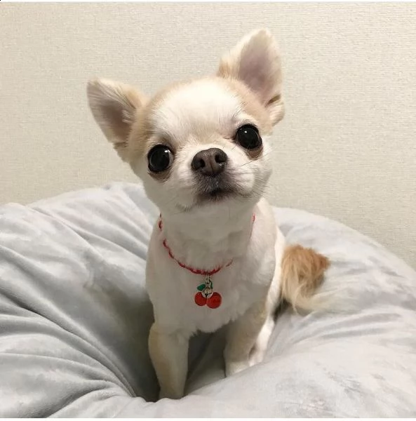 regalo cucciolo regalo cuccioli di chihuahua