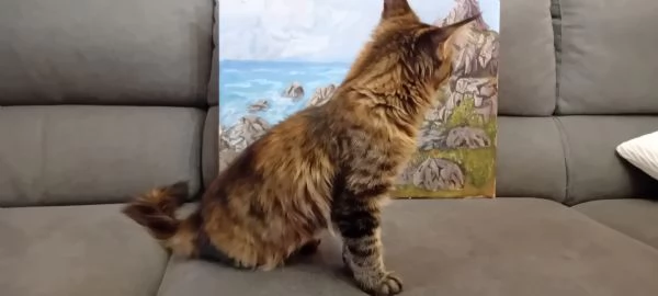  MAINE COON