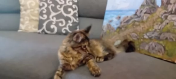  MAINE COON | Foto 10