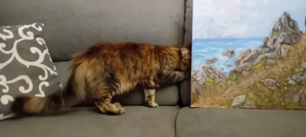  MAINE COON | Foto 1