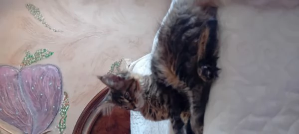 Maine coon americana XXL  | Foto 3
