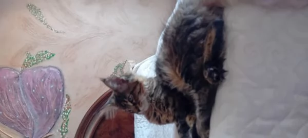 Maine coon americana XXL | Foto 1