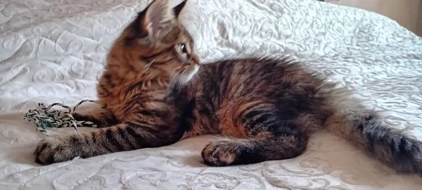 Maine coon americana XXL | Foto 0