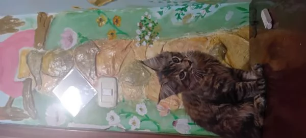 Maine coon americana XXL  | Foto 5