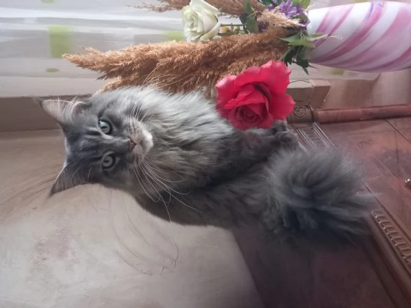 Maine coon americana XXL  | Foto 3