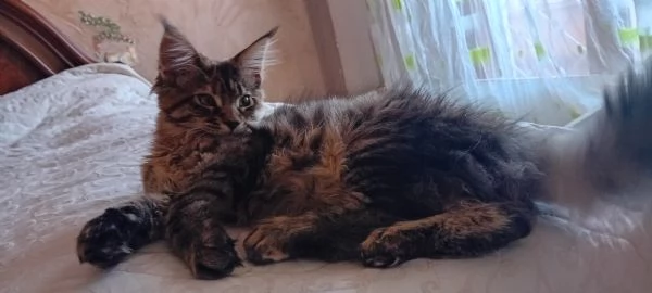 Maine coon americana XXL  | Foto 0