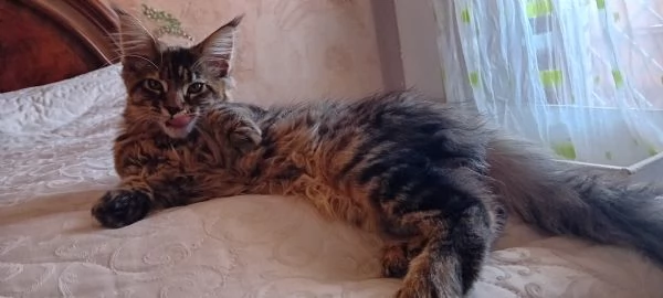 MAINE COON Cucciola | Foto 6