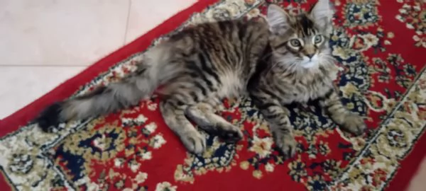 MAINE COON Cucciola | Foto 4