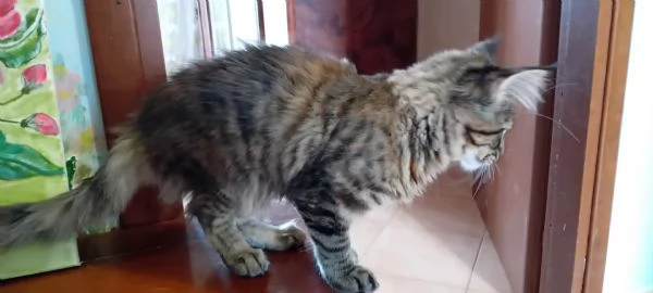 MAINE COON Cucciola | Foto 2