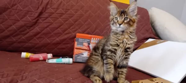 MAINE COON Cucciola | Foto 0