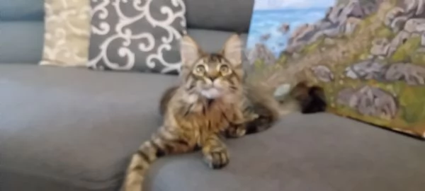 CUCCIOLA MAINE COON | Foto 6