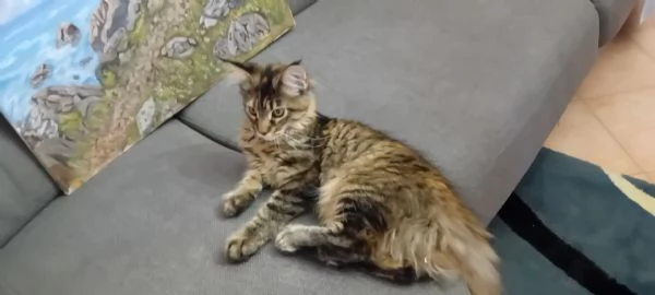 CUCCIOLA MAINE COON | Foto 4
