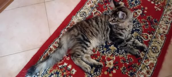 CUCCIOLA MAINE COON | Foto 2