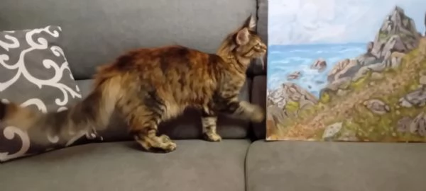 CUCCIOLA MAINE COON | Foto 1