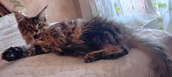 CUCCIOLA MAINE COON | Foto 0