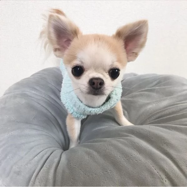 regalo cucciolo regalo cuccioli di chihuahua