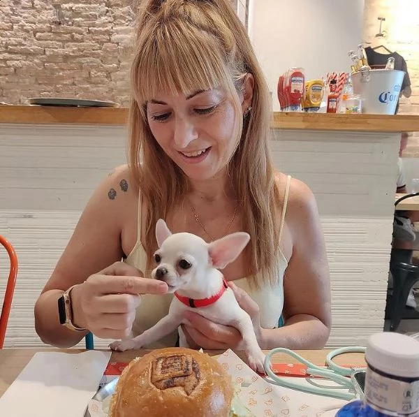 (regalo cucciolo regalo cuccioli di chihuahua
