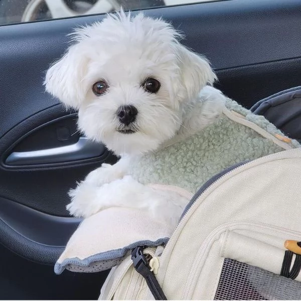 ,,regalo cucciolo bulldog francese