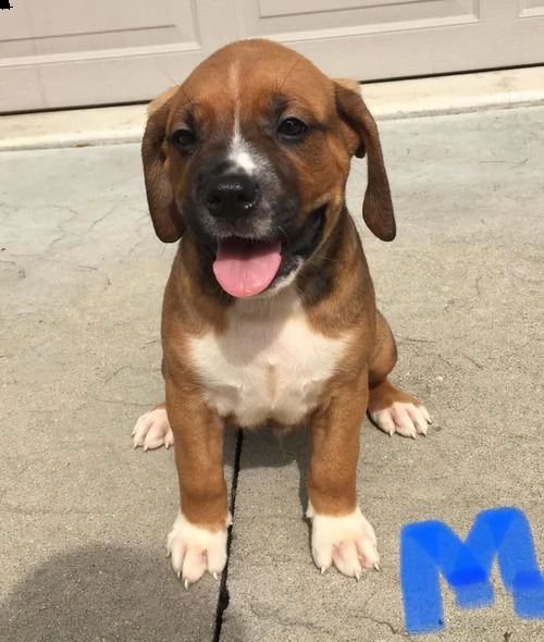 regalo cuccioli di boxer .
