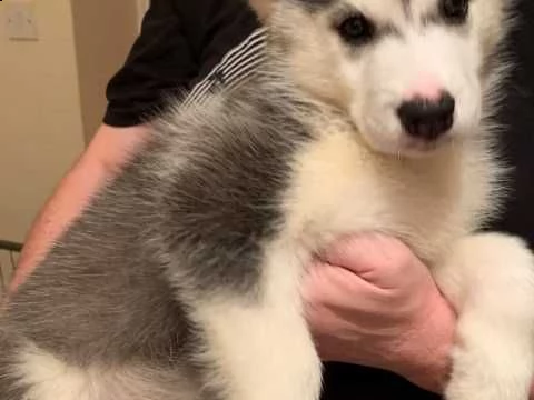 regalo siberian husky | Foto 0