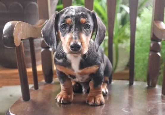 bassotto cuccioli per l'adozione bellissima cucciolata cerca nuova famiglia, 4 maschi e 3 femmina, 6