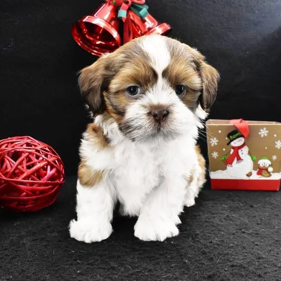 regarlo shih tzu cuccioli  bellissima cucciolata cerca nuova famiglia, 4 maschi e 3 femmina, 60 gg, 