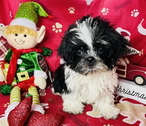 regalo bellissimi cuccioli allevati shih-tzu, colore bianco e nero.