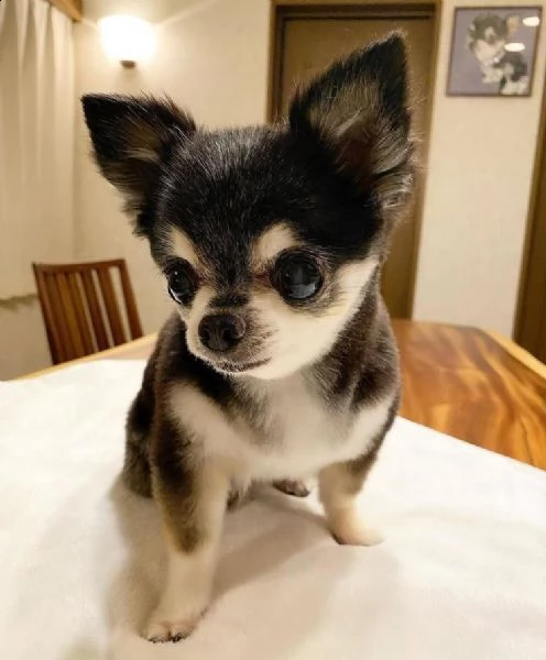 regalo cucciolo regalo cuccioli di chihuahua
