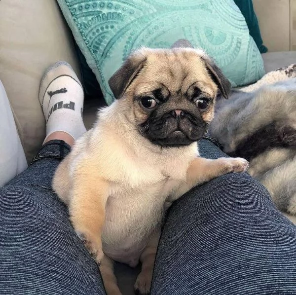 simpatico regalo di cuccioli di carlino