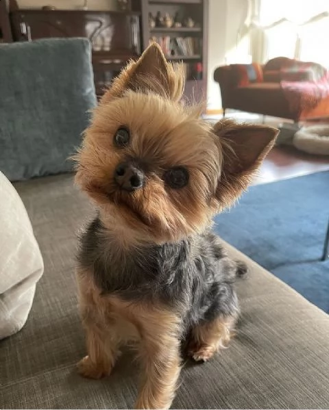 regalo cucciolo regalo abbiamo avere amorevole yorkie cuccioli per l'adozione abbiamo avere yorkie a