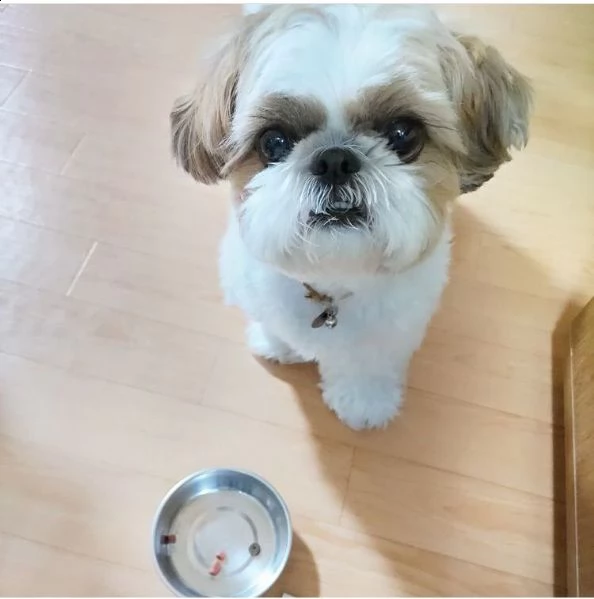 regalo cucciolo regalo shitzu