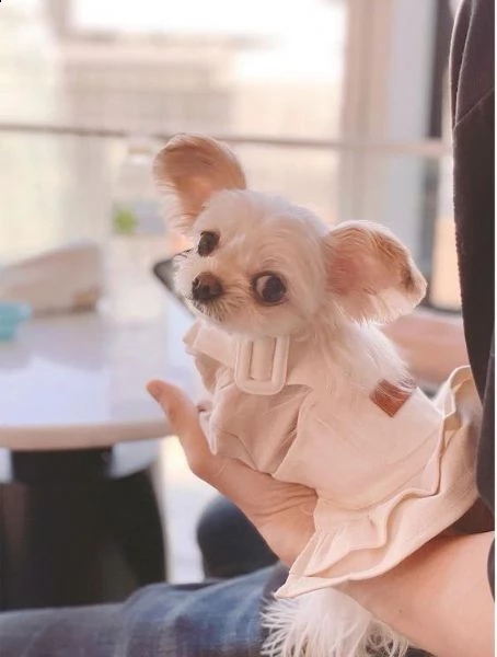 (regalo cucciolo regalo cuccioli di chihuahua