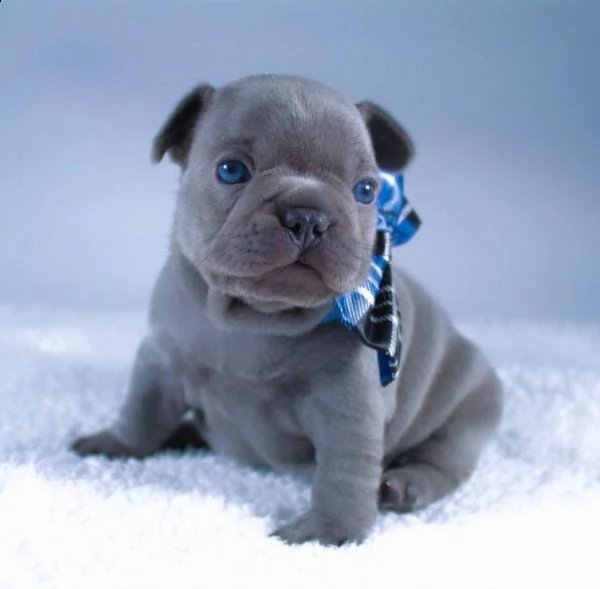 ?regalo cucciolo bulldog francese..