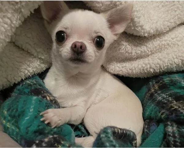 regalo cucciolo regalo cuccioli di chihuahua