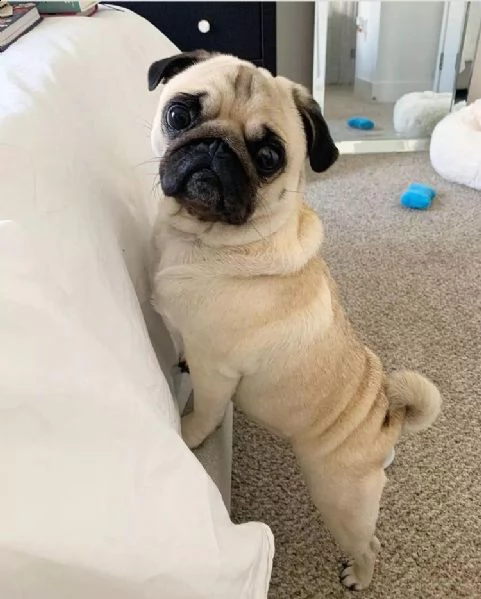 (simpatico regalo di cuccioli di carlino)