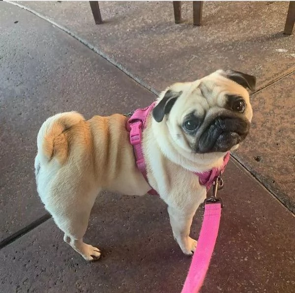 ;;;;simpatico regalo di cuccioli di carlino