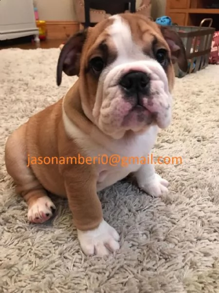 cucciolo di bulldog inglese
