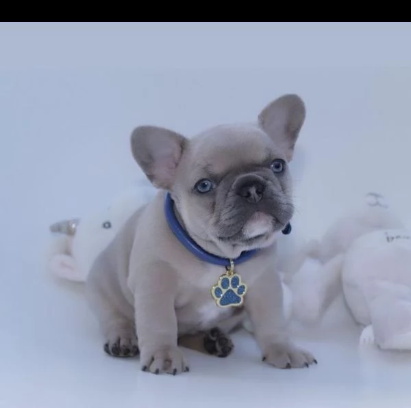 ...regalo cucciolo bulldog francese?