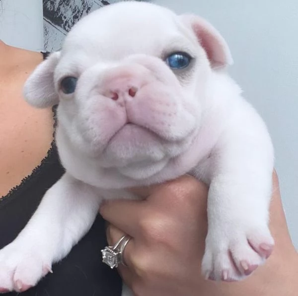 &&&regalo cucciolo bulldog francese?