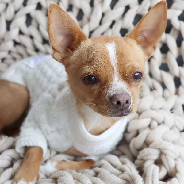 disponibili cuccioli di chihuahua