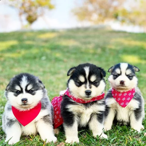 cucciolo più carino di pomsky