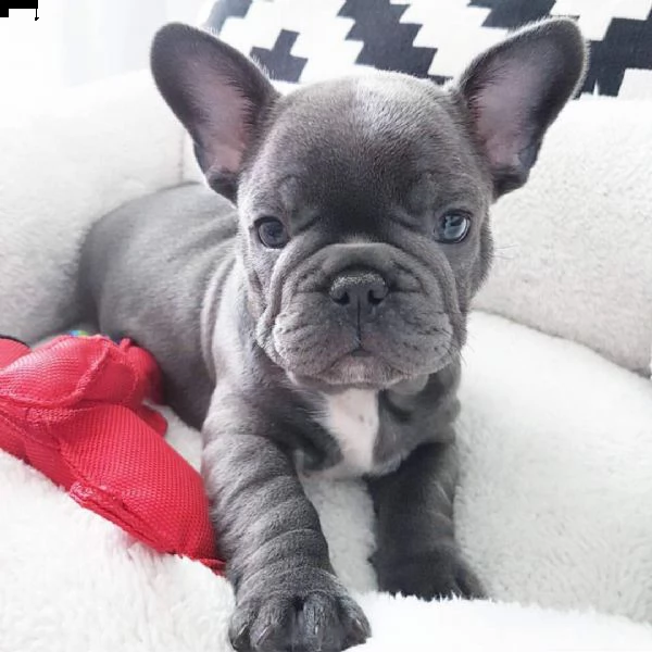 cuccioli di bulldog francese