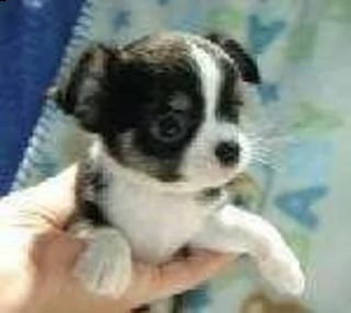 cucciolo di chihuahua