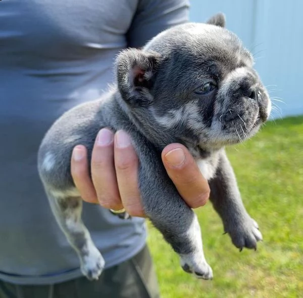 ?regalo cucciolo bulldog francese