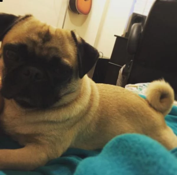 ?simpatico regalo di cuccioli di carlino