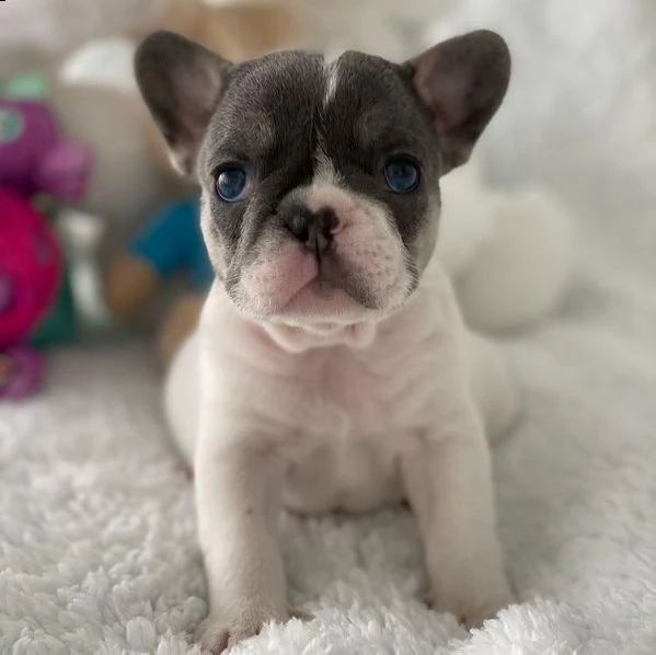 thh regalo cucciolo bulldog francese