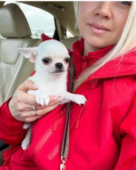 regalo cucciolo regalo cuccioli di chihuahua